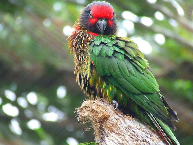 Yellow-streaked Lory illustration