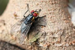 Oxysarcodexia culmiforceps