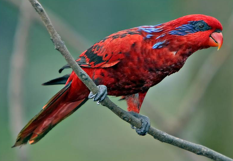 Blue-streaked Lory (Trichoglossus reticulatus) photo