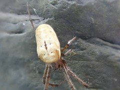 Metleucauge kompirensis