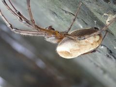Metleucauge kompirensis