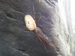 Metleucauge kompirensis