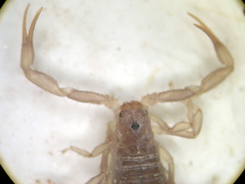 Photo of Yellow Devil Scorpion (Paravaejovis confusus)