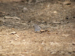 Celastrina echo gozora