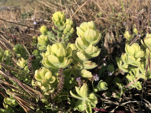 Castilleja mollis