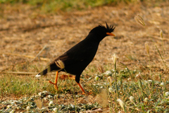 Acridotheres grandis