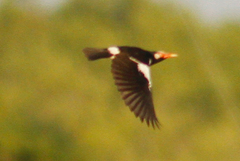 Gracupica floweri