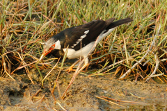 Gracupica floweri