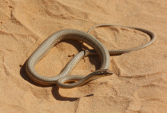 Psammophis schokari