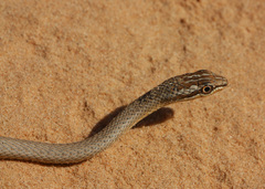 Psammophis schokari