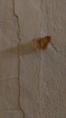Lepidoptera