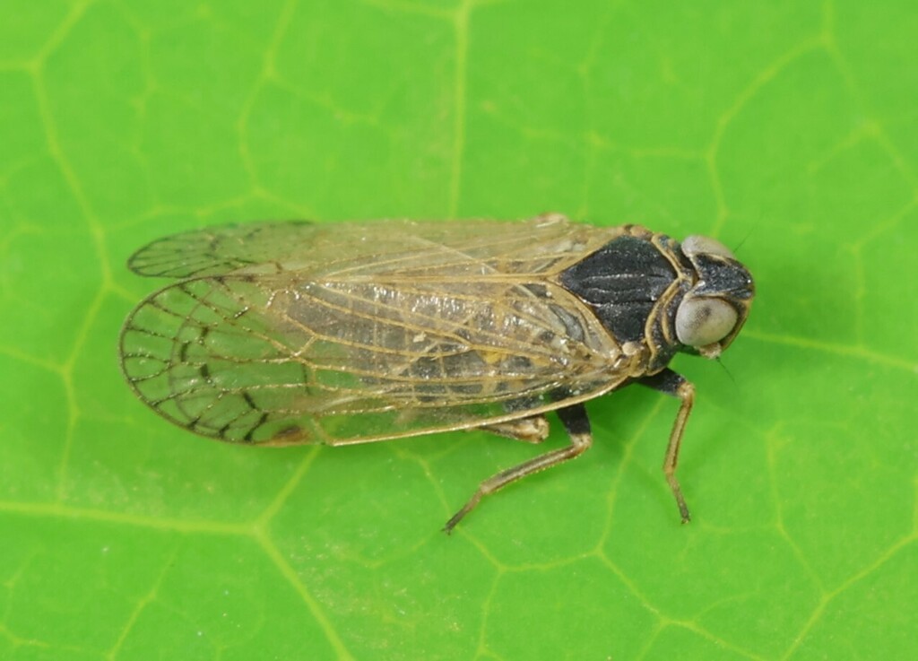 Vitroliarus
