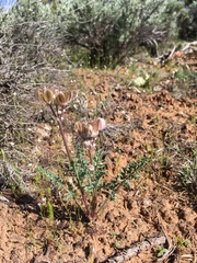 Vesper constancei