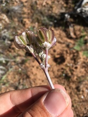Vesper constancei