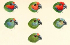 Double-Eyed Fig-Parrot photo 3
