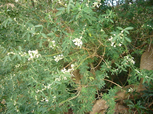 Chamaecytisus proliferus