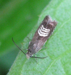 Grapholita compositella
