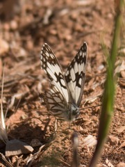 Melanargia occitanica