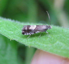 Grapholita compositella