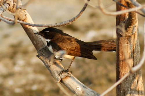 Rhipidura javanica