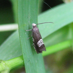 Grapholita compositella