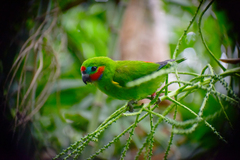 Double-Eyed Fig-Parrot photo 5