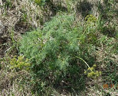 Lomatium dissectum dissectum
