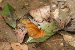 Dryas