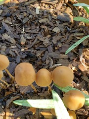 Conocybe coprophila