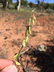 Astragalus wingatanus