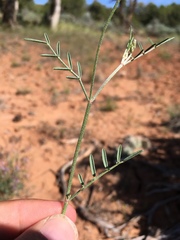 Astragalus wingatanus