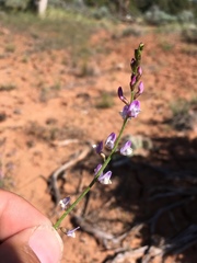 Astragalus wingatanus