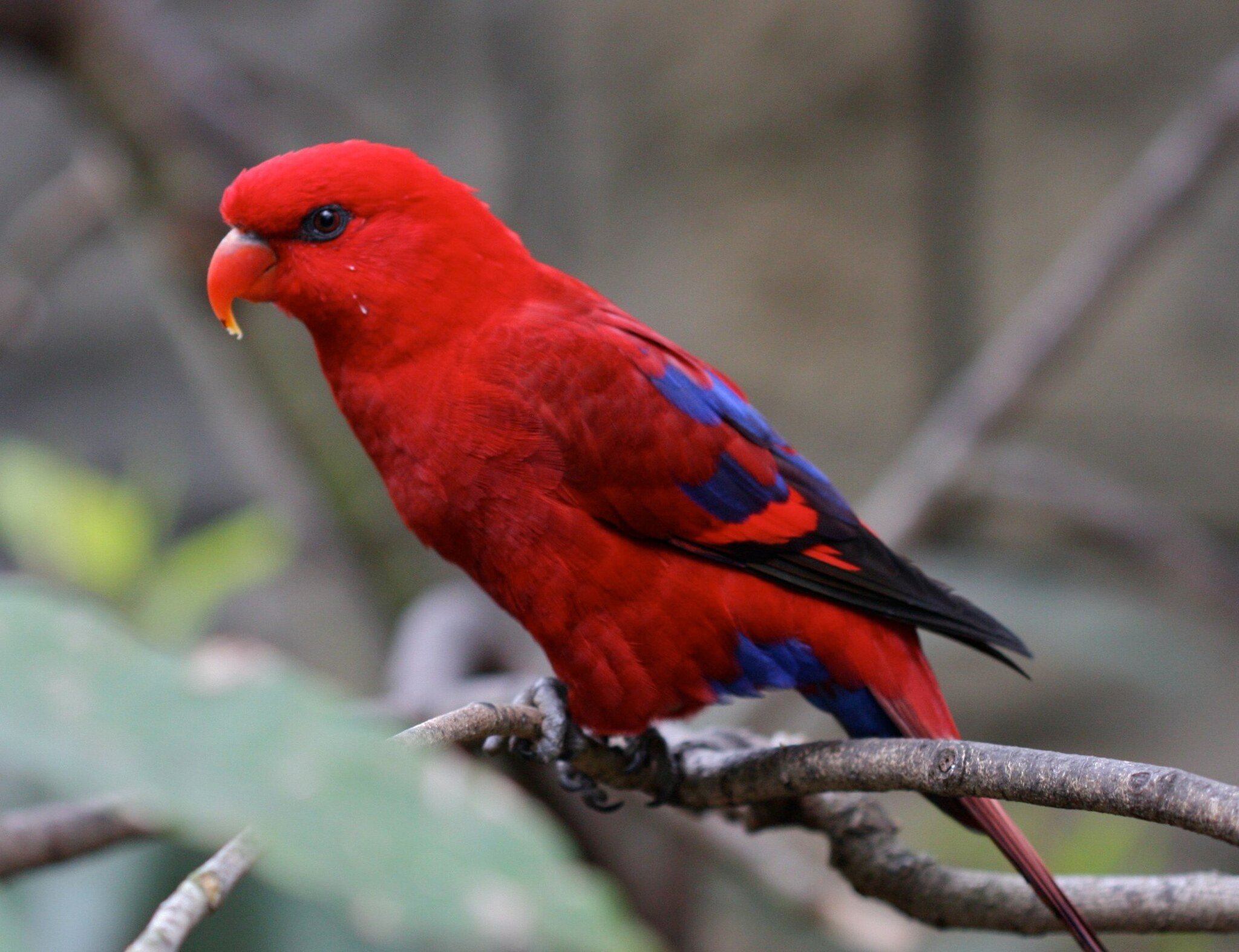 Red Lory Eos bornea iNaturalist