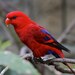 Red Lory - Photo (c) Navin, some rights reserved (CC BY-SA)
