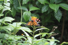 Danaus plexippus