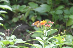 Danaus plexippus