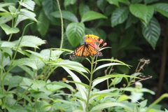 Danaus plexippus