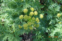 Lomatium dissectum dissectum