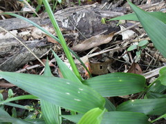 Megarrhamphus tibialis