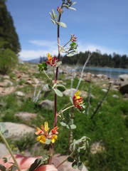 Acmispon decumbens