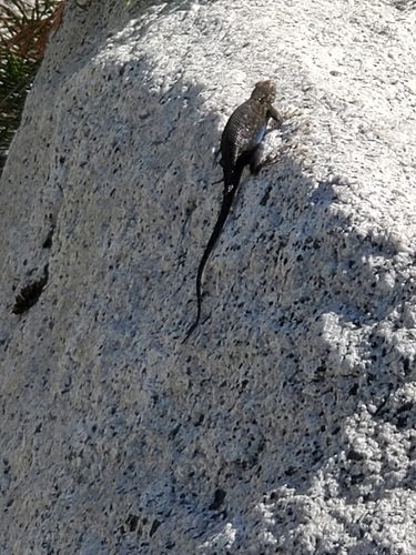 iNaturalist observation photo of Western Fence Lizard