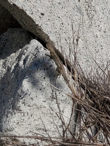 iNaturalist observation photo of Western Fence Lizard