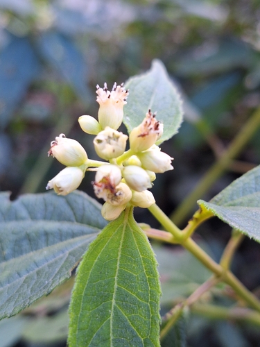 Image of Clibadium surinamense by (c) Wendrio S. de Melo, some rights reserved (CC BY)
