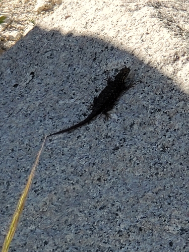 iNaturalist observation photo of Western Fence Lizard