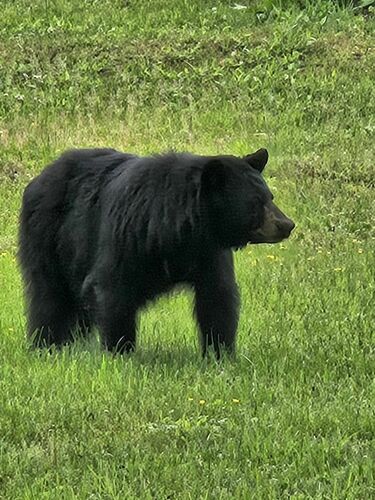 American Black Bear photographed in Massachusetts