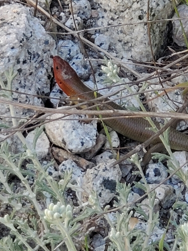 iNaturalist observation photo of Gilbert's Skink