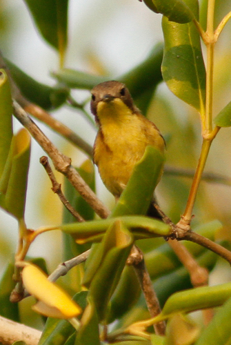 Gerygone sulphurea