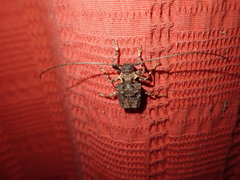 Polyrhaphis spinipennis