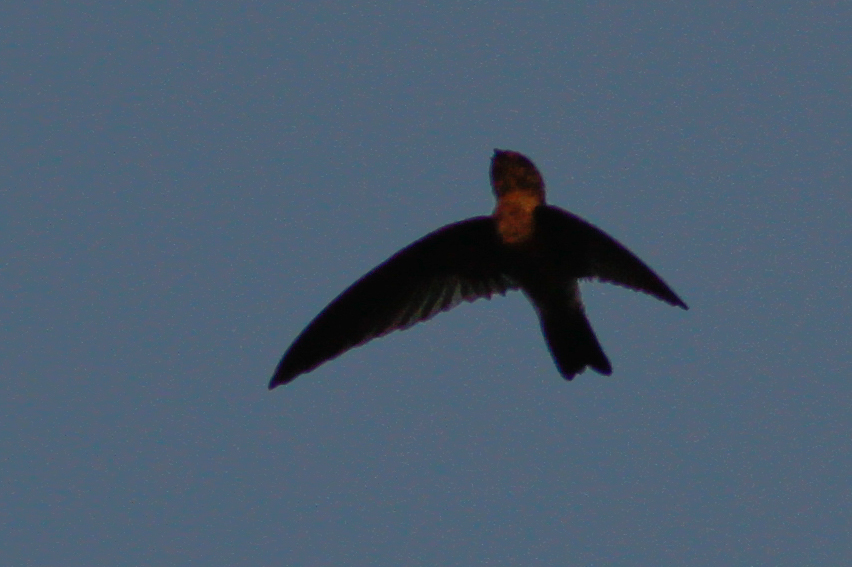 Edible-nest Swiftlet
