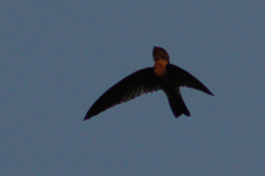 Aerodramus germani